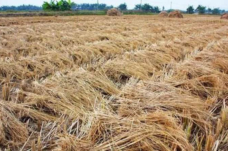 使用秸稈連續(xù)式炭化爐做木炭有什么優(yōu)勢(shì)