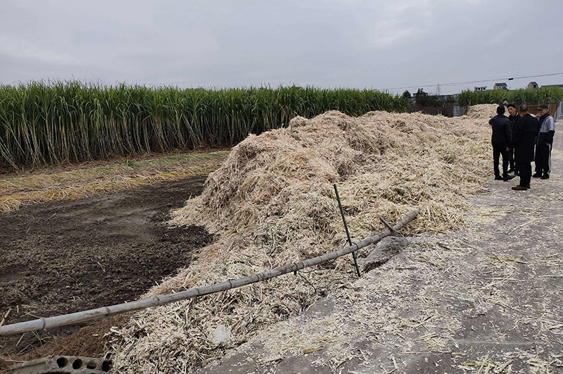 連續(xù)式炭化爐物料-甘蔗