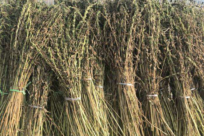 如何有效將麻桿進行資源化利用提高其用途和價值