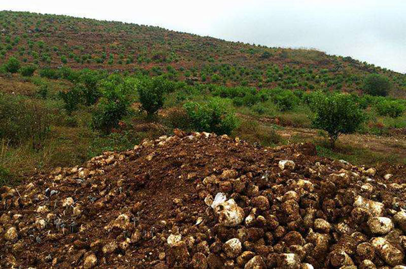 蘑菇棒食用菌菌渣如何解決污染創(chuàng)造新的收入