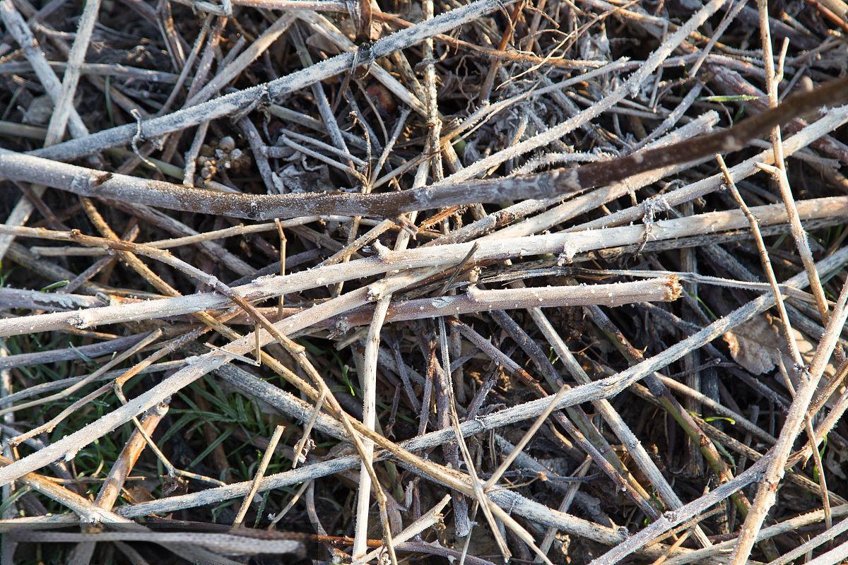 <strong>連續(xù)式碳化爐在樹枝碳化中的應(yīng)用與優(yōu)勢</strong>