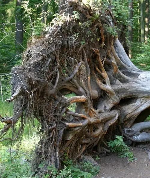 <strong>連續(xù)式炭化爐——樹根碳化處理</strong>