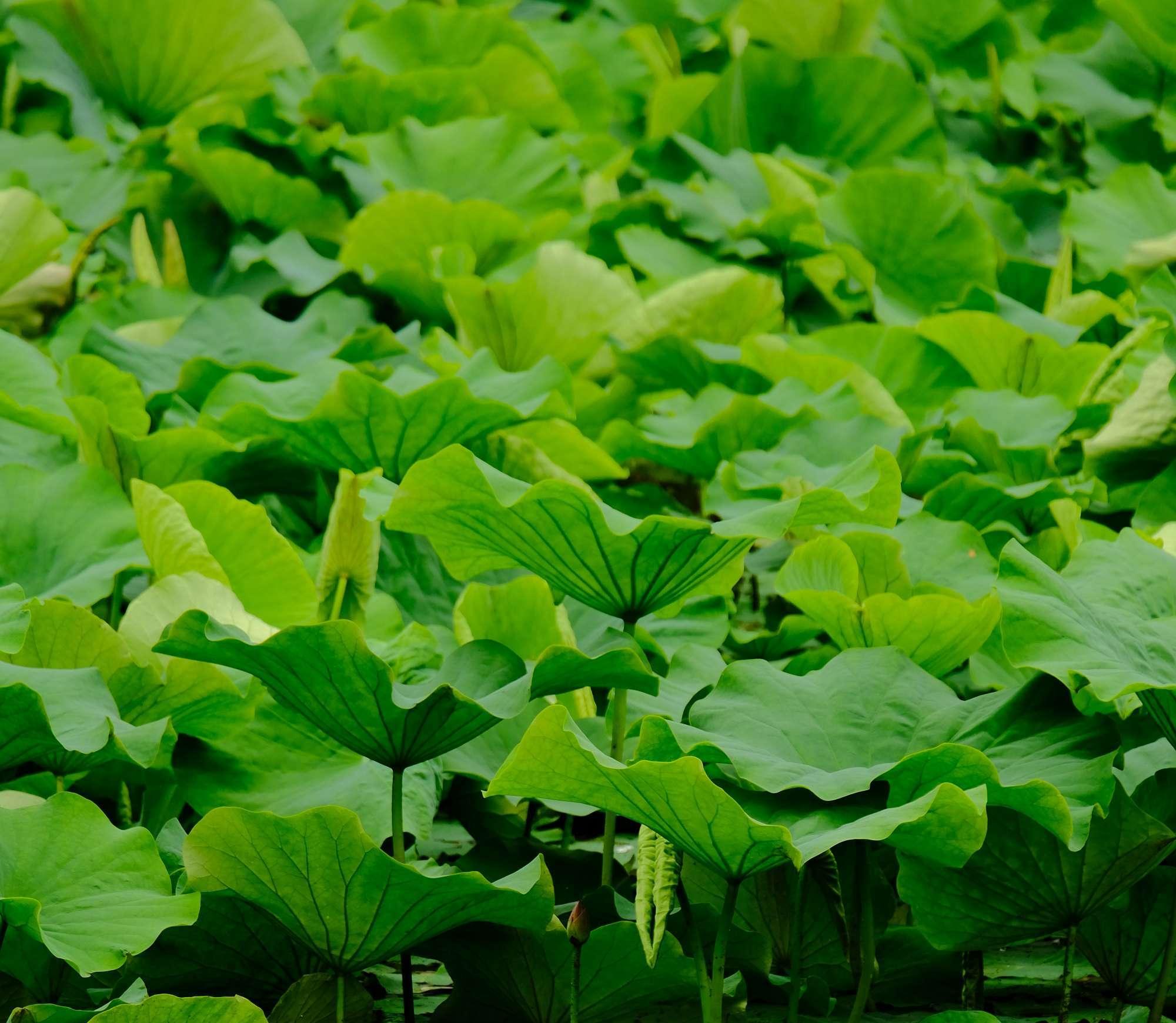 <strong>荷葉碳：傳統(tǒng)瑰寶與連續(xù)式炭化爐的融合</strong>