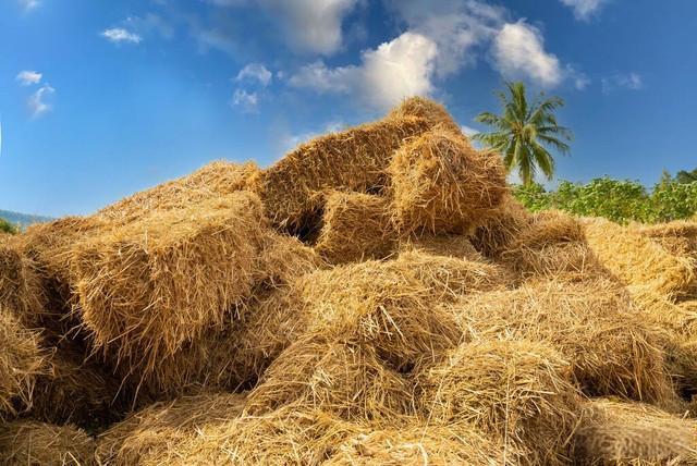 <strong>連續(xù)式碳化爐碳化稻殼秸稈的優(yōu)勢多多</strong>